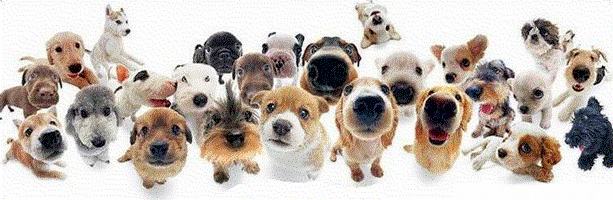 many dogs wiggling their noses. one in the back is moving its head back and forth